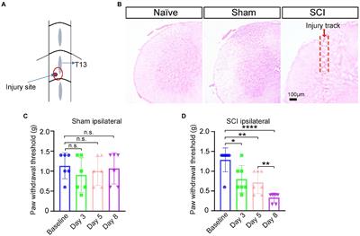 Ectopic expression of Nav1.7 in spinal dorsal horn neurons induced by NGF contributes to neuropathic pain in a mouse spinal cord injury model